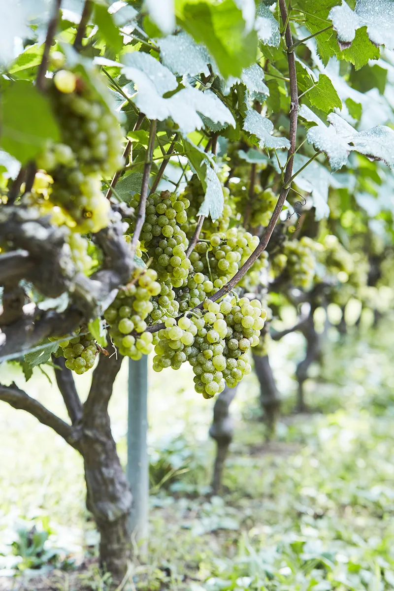 秩父ワイン ワイナリー見学・試飲体験（小鹿野町）（chichibuwine.co.jp の告知画像）