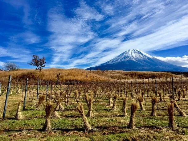 富士山ワイナリー スペシャルツアー（朝霧高原）（cafeshizen.jp の掲載画像）