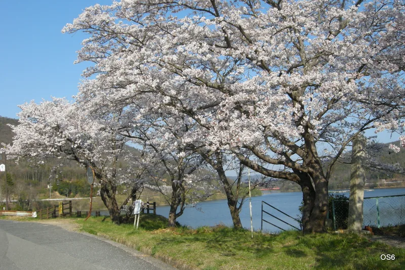 イメージ：ダム湖畔の桜並木（ウィキメディア・コモンズ）