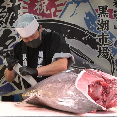 黒潮市場の生マグロ解体ショー。職人が本マグロに包丁を入れている
