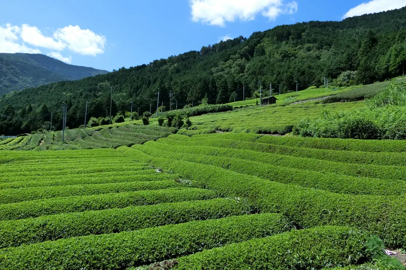 牛島製茶 八女茶工場見学（www.yame.co.jp の掲載画像）